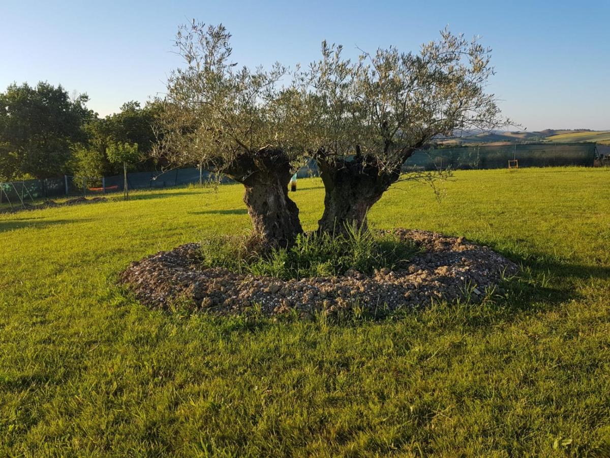 Fattoria Country Village Montecarotto Exterior photo