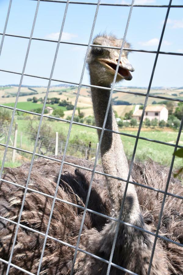 Fattoria Country Village Montecarotto Exterior photo